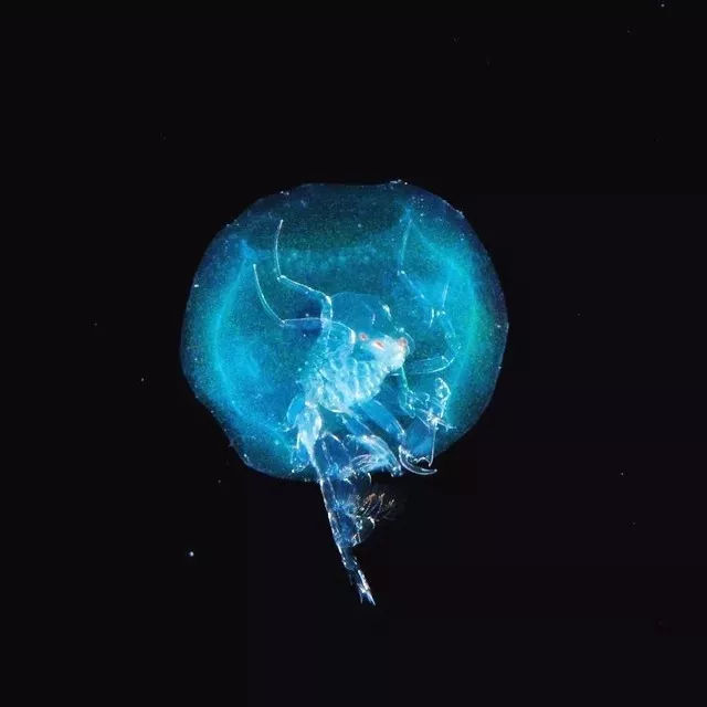 海洋探秘资料,海洋探秘鲨鱼