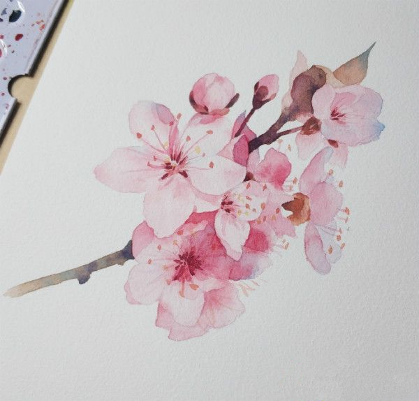 水彩画樱花初学者绘画步骤,樱花画法水彩教程视频