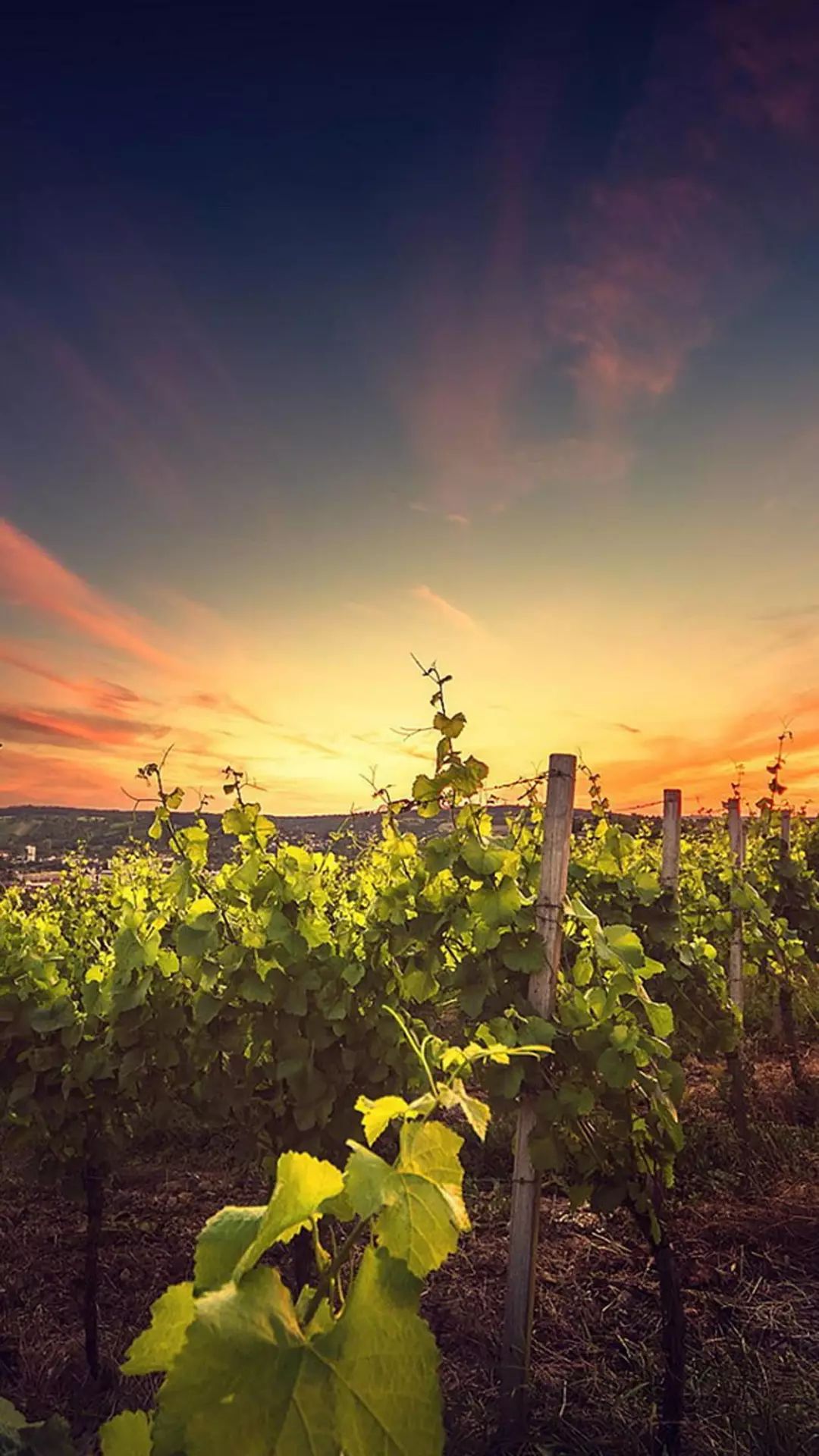 宁梓傲资产,宁梓傲演讲视频