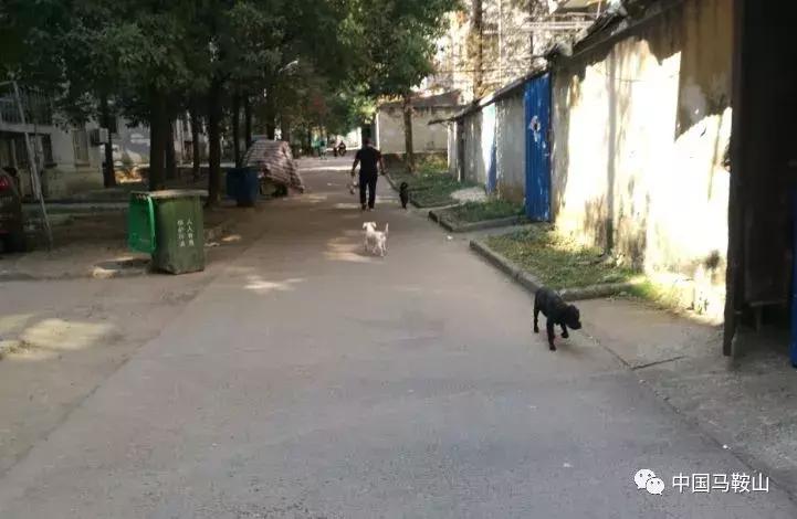 马鞍山城市禁止养这30类犬,马鞍山文明养犬规定