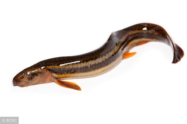 小时候最喜欢抓什么鱼,小时候最喜欢逮鱼摸虾