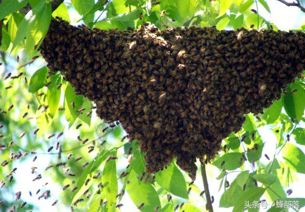 蜜蜂养殖取毒,土养蜜蜂取蜜需要注意什么
