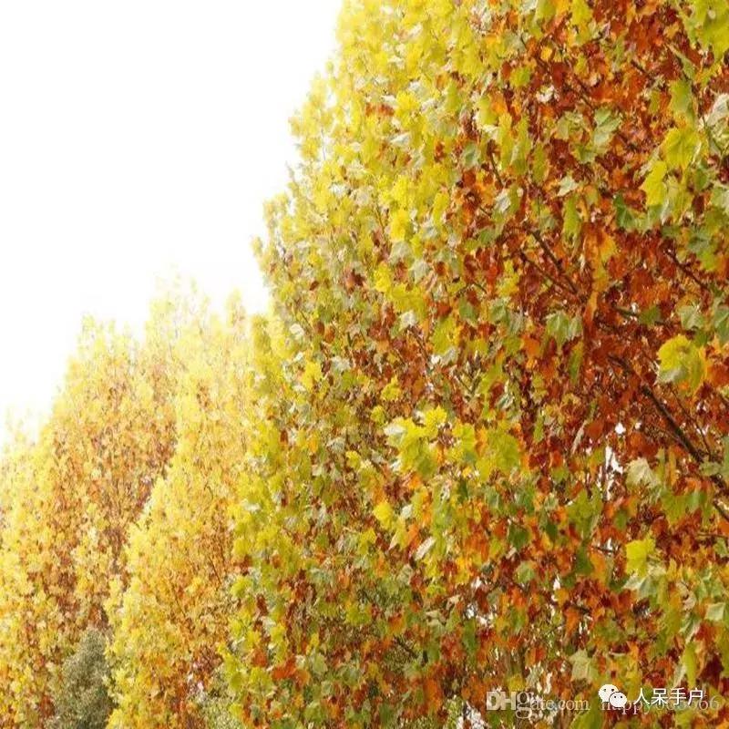 秋天到底是什么颜色的呢,秋天和秋雨是一种什么样的颜色