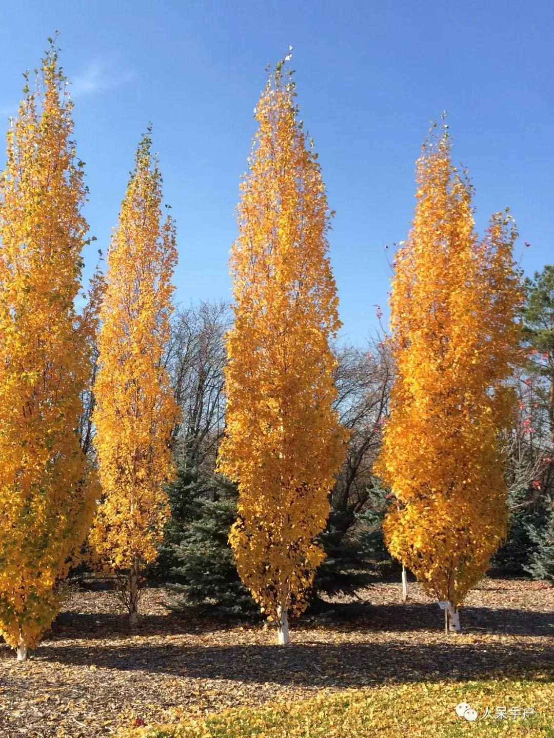 秋天到底是什么颜色的呢,秋天和秋雨是一种什么样的颜色