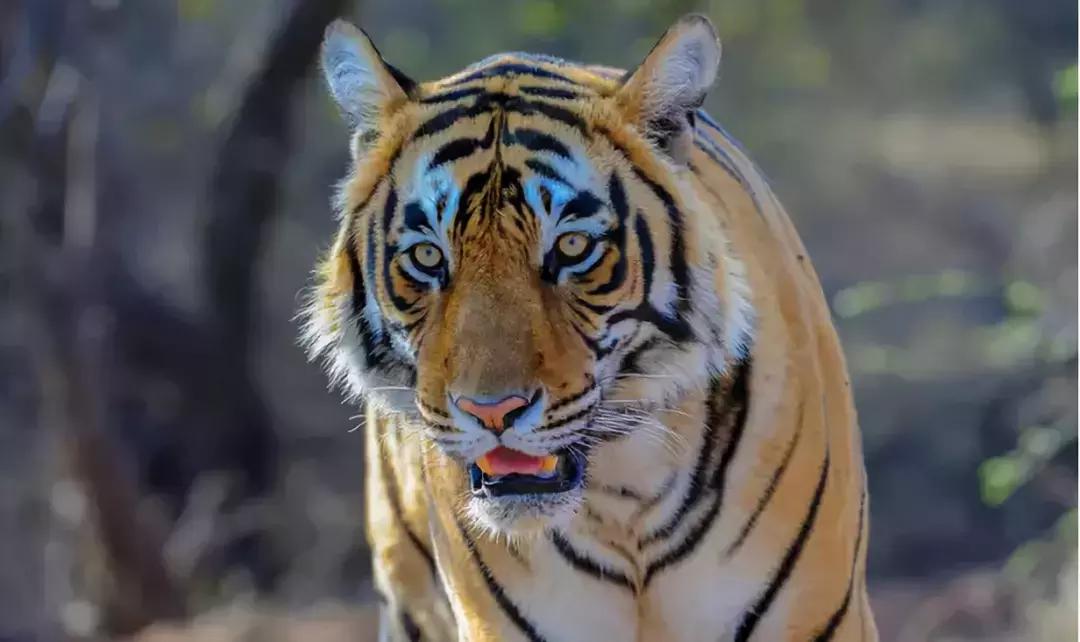 致死十余人！悍虎食人成患民兵无奈使出绝招：CK男士香水