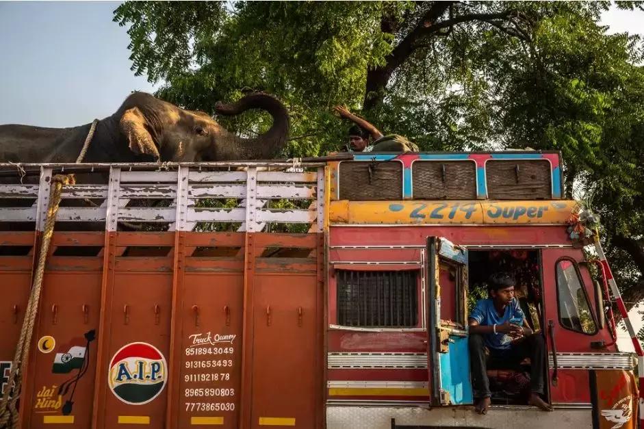 致死十余人！悍虎食人成患民兵无奈使出绝招：CK男士香水