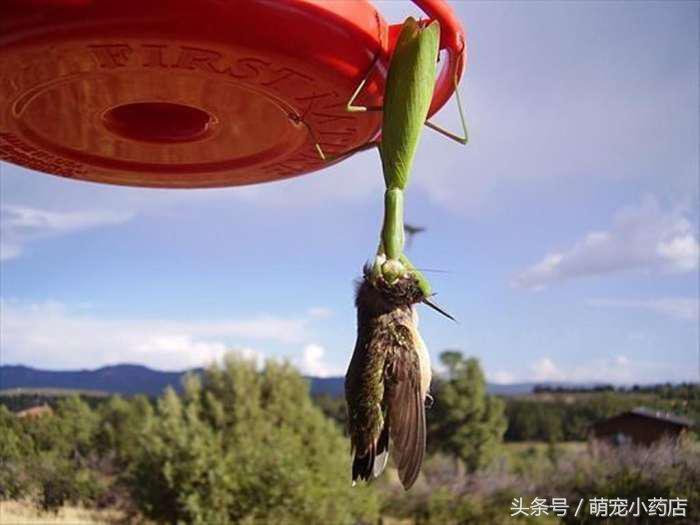 螳螂抓到了一只很大很大的蟋蟀,螳螂捕获蜂鸟视频