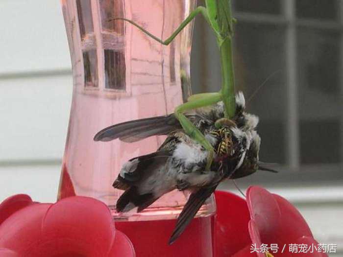 螳螂抓到了一只很大很大的蟋蟀,螳螂捕获蜂鸟视频