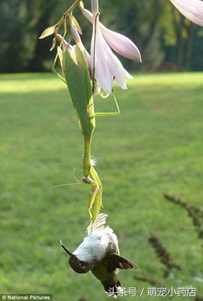 螳螂抓到了一只很大很大的蟋蟀,螳螂捕获蜂鸟视频