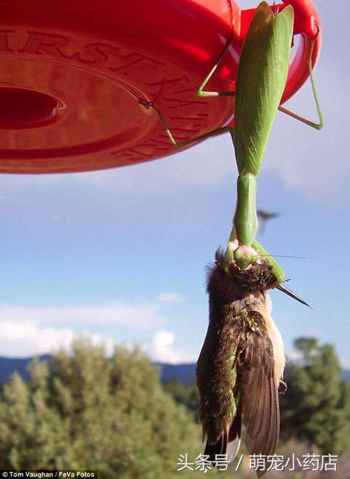 螳螂抓到了一只很大很大的蟋蟀,螳螂捕获蜂鸟视频