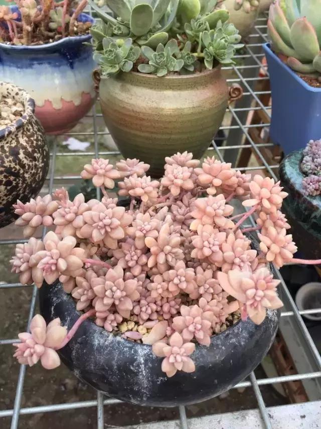 极强的适应能力,超强的适应力