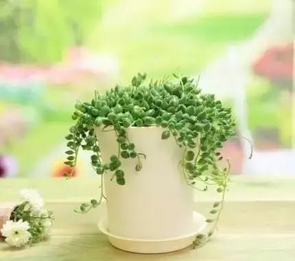 极强的适应能力,超强的适应力