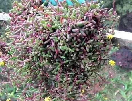 极强的适应能力,超强的适应力