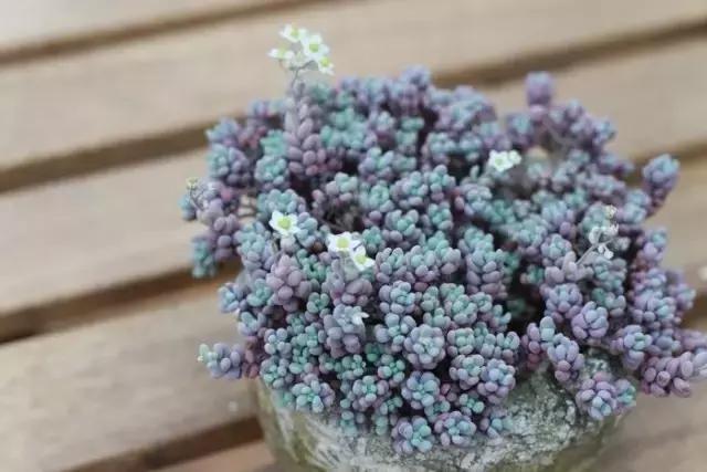 极强的适应能力,超强的适应力