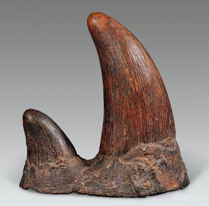 中药材犀角什么东西,中药材犀角产地