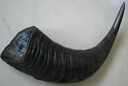 中药材犀角什么东西,中药材犀角产地