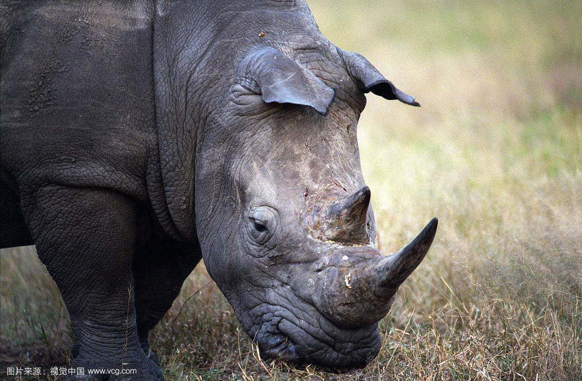 中药材犀角什么东西,中药材犀角产地