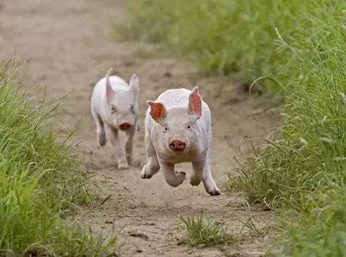 探歌高尔夫速腾宝来迈腾探岳,宝来和探歌哪个性价比高