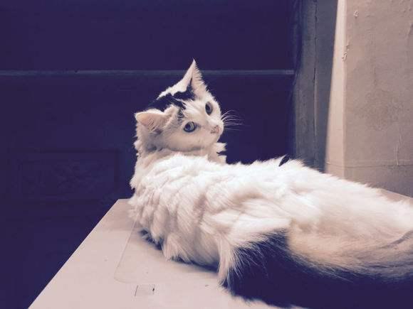 领养猫咪被索回,领养猫被领猫人骗了怎么办