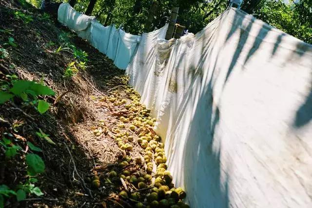 手剥山核桃制作过程,自制山核桃步骤