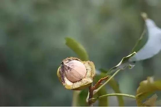 手剥山核桃制作过程,自制山核桃步骤