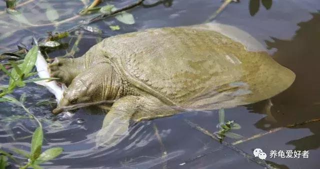 人工饲养的甲鱼野外能存活么,乌龟与小甲鱼能在一起饲养吗