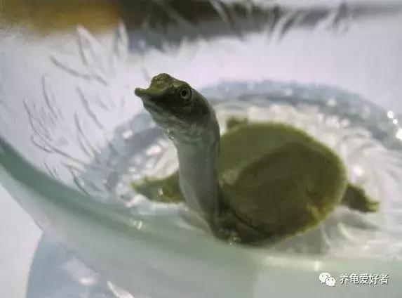 人工饲养的甲鱼野外能存活么,乌龟与小甲鱼能在一起饲养吗