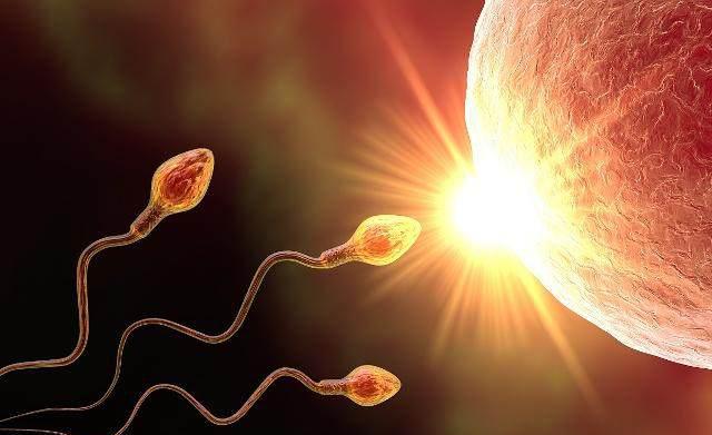 胎儿性别从什么时候开始决定,胎儿性别从什么时候决定了的