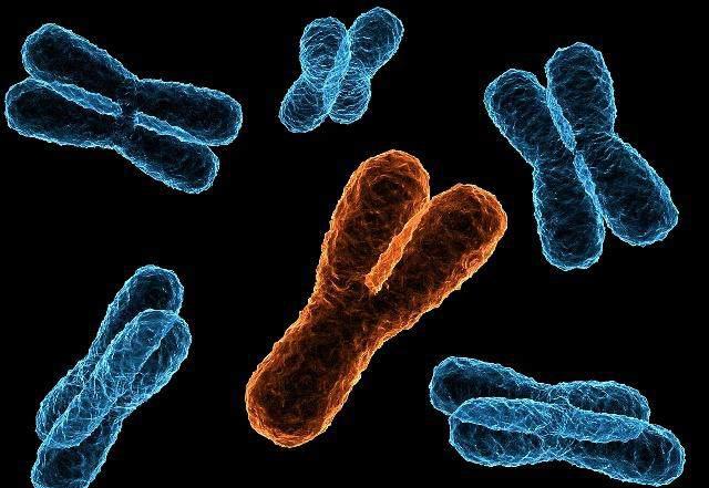 胎儿性别从什么时候开始决定,胎儿性别从什么时候决定了的