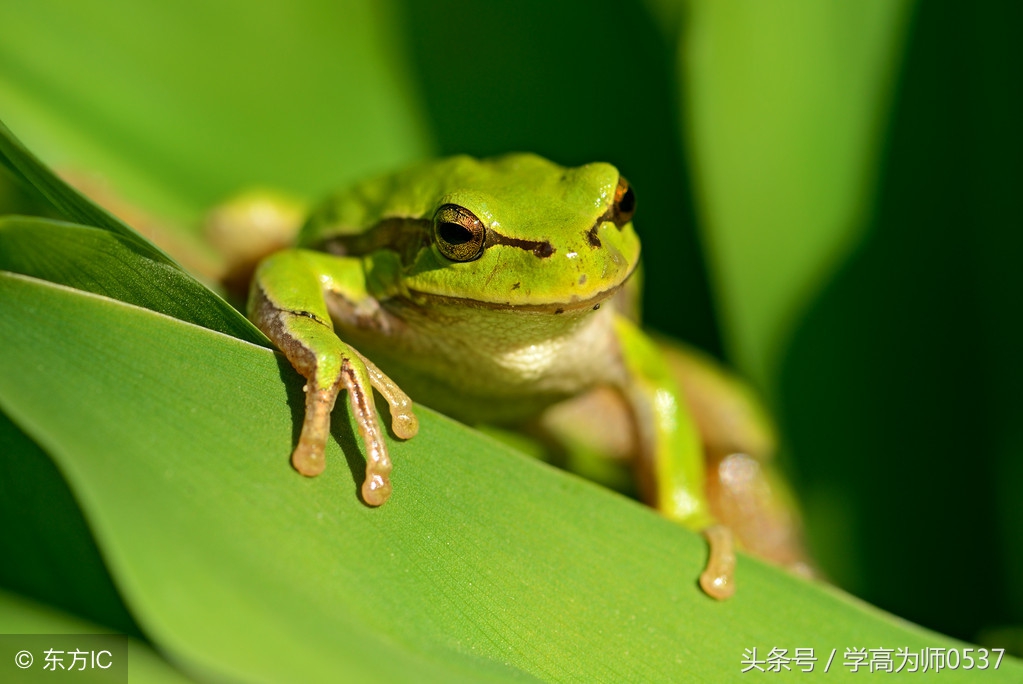 小学三年级上册英语colours课文,三年级下册英语第一单元colours