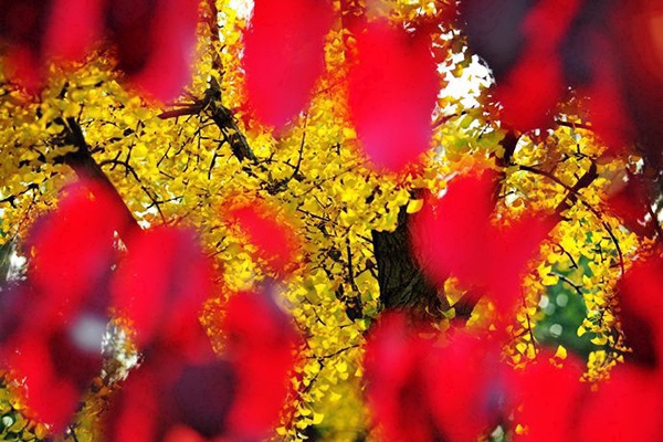 海淀赏红叶不止有香山，这7个景区秋景也美如油画！