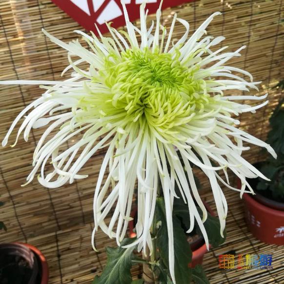 海淀赏红叶不止有香山，这7个景区秋景也美如油画！