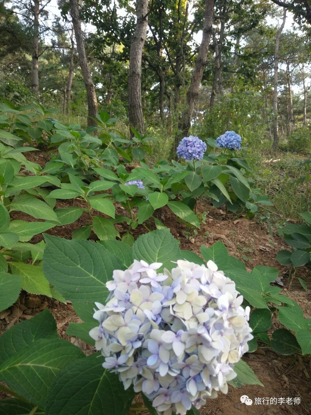 大连英歌石植物园和三寰牧场,美出天际的大连英歌石植物园