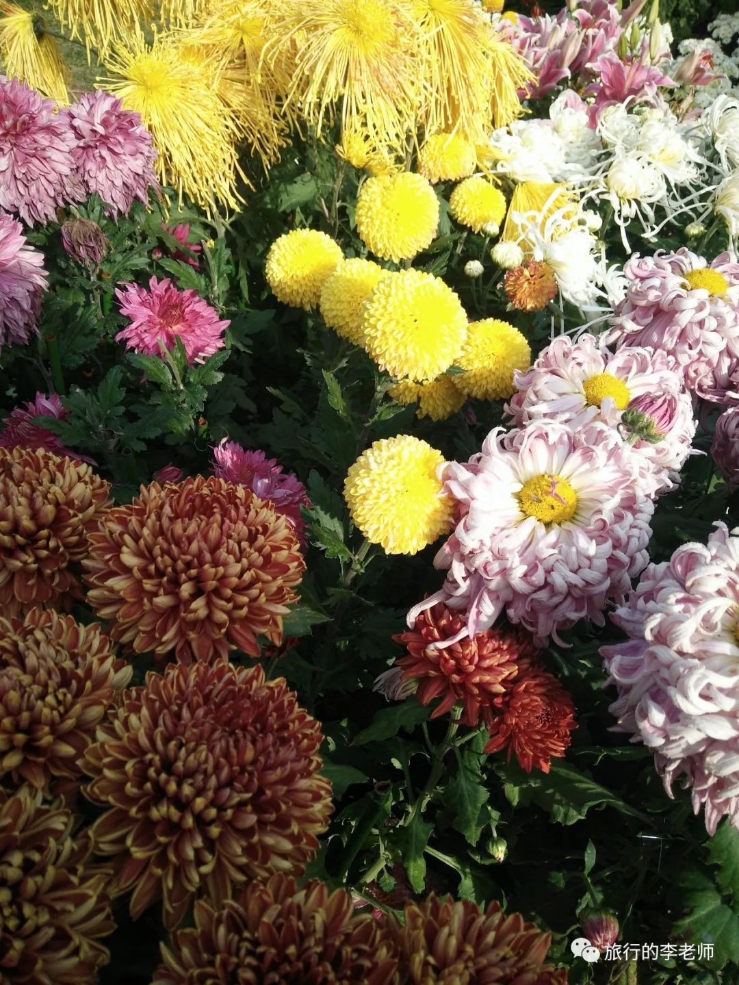 大连英歌石植物园和三寰牧场,美出天际的大连英歌石植物园