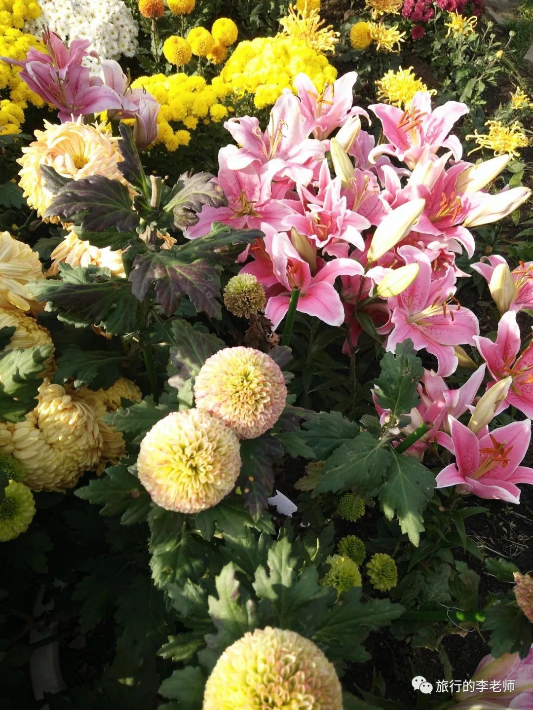 大连英歌石植物园和三寰牧场,美出天际的大连英歌石植物园