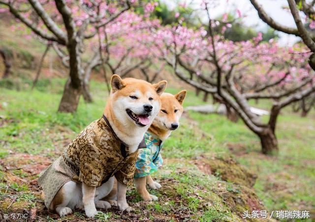 狗狗身上痒怎么办,狗狗身上痒有什么好方法