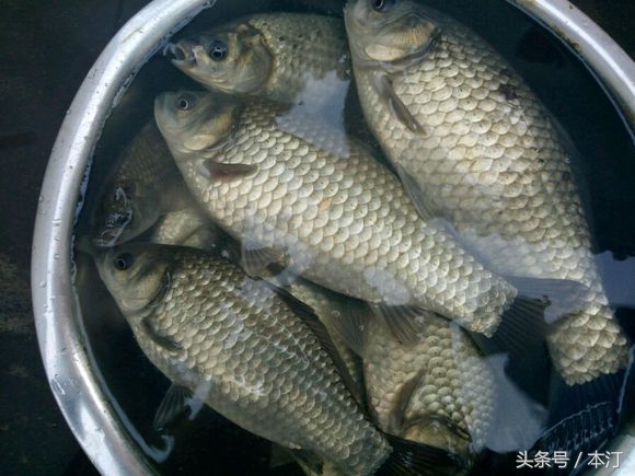 自制鲫鱼饵料配方大全野钓秋季,钓鲫鱼用什么饵料最好秋天野钓