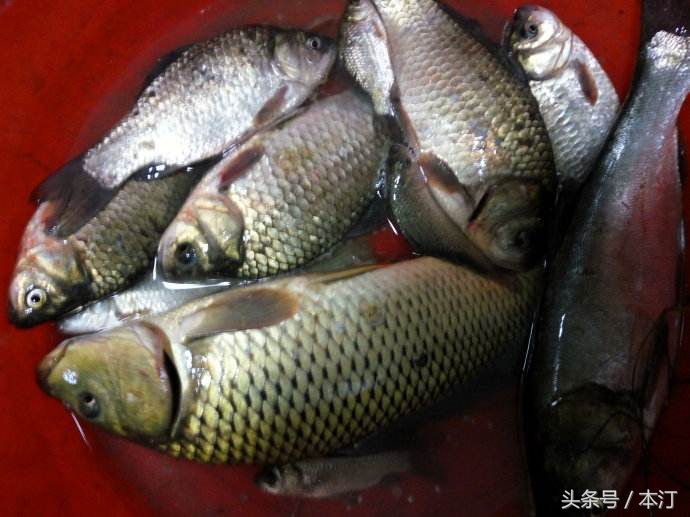 自制鲫鱼饵料配方大全野钓秋季,钓鲫鱼用什么饵料最好秋天野钓