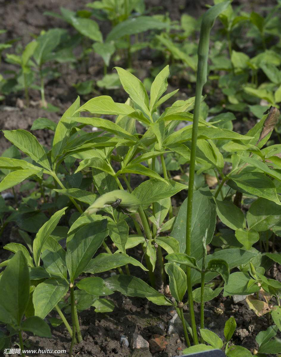 中药材半夏图片大全,中药材半夏作用功效