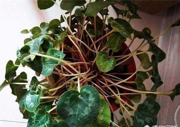 仙客来花怎么养不黄叶,仙客来冬天怎么养才能安全过冬