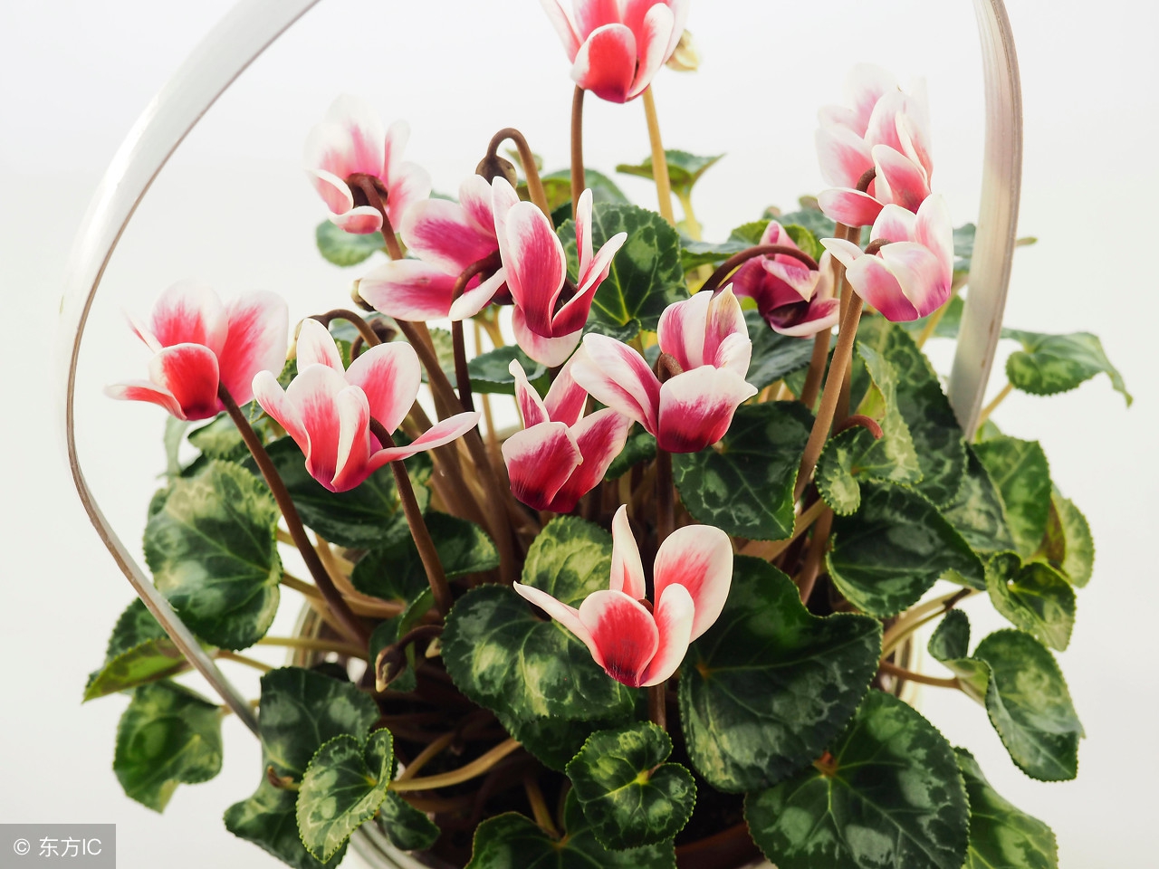 仙客来花怎么养不黄叶,仙客来冬天怎么养才能安全过冬