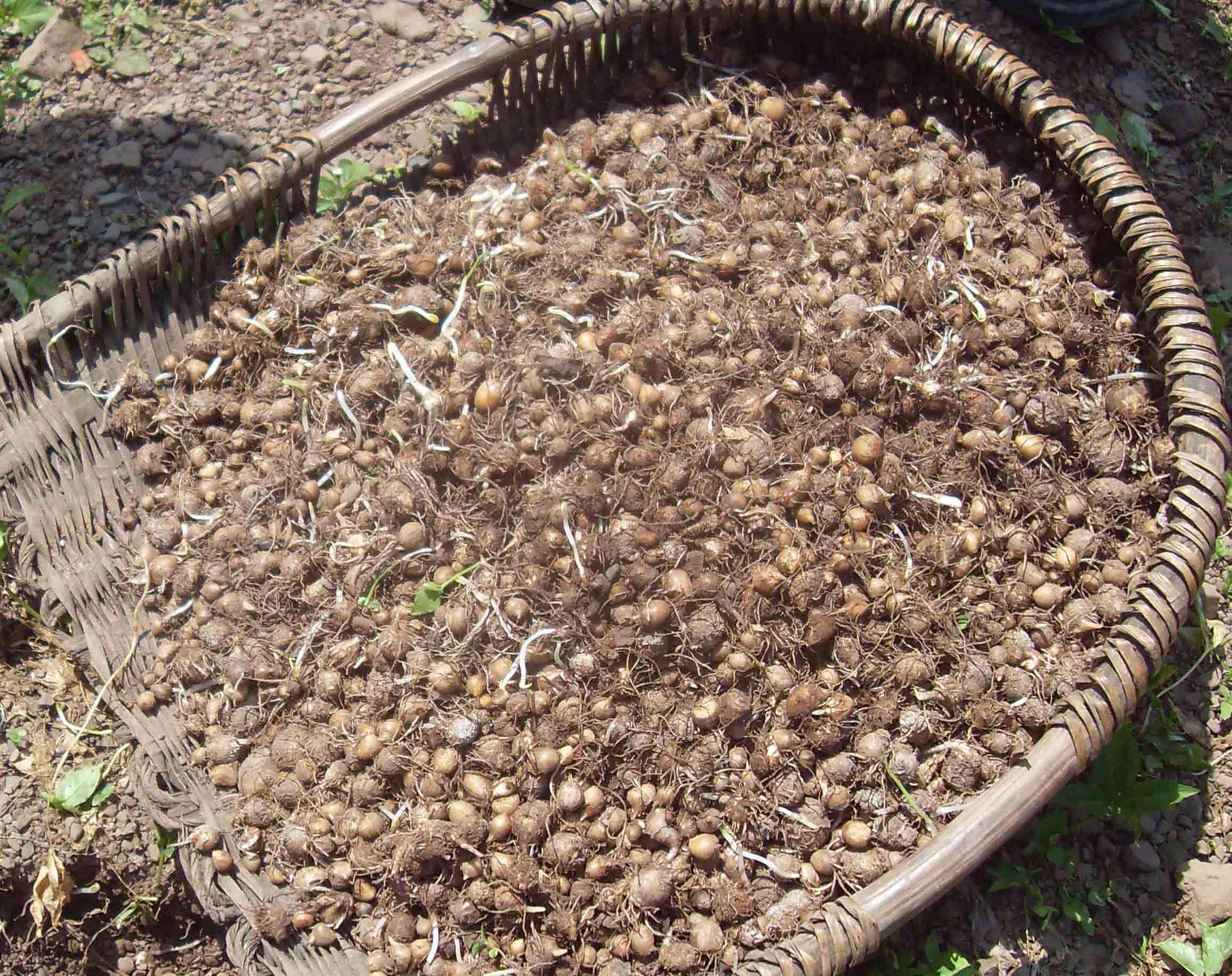 中药材半夏图片大全,中药材半夏作用功效