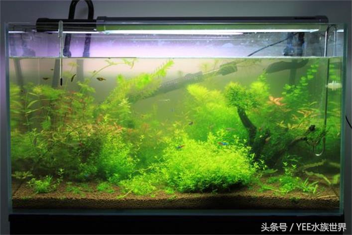 水草泥开缸水浑要等多久,鱼缸放水草泥水浑了怎么办
