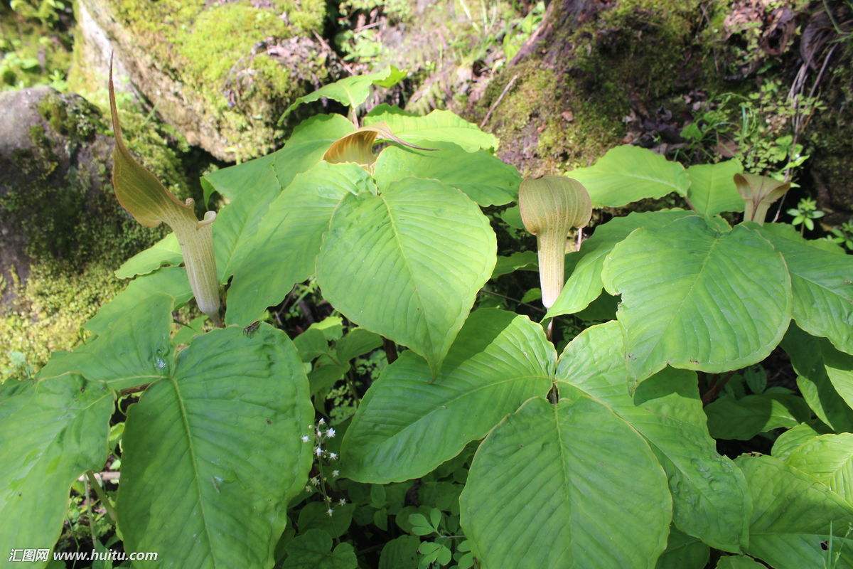 中药材半夏图片大全,中药材半夏作用功效