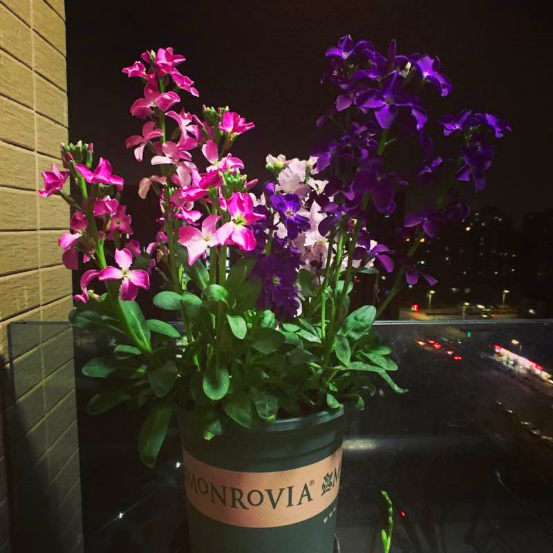 秋播千粒种秋收,秋播一粒种春开万朵花