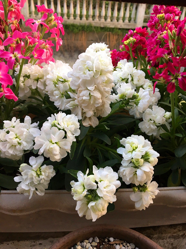 秋播千粒种秋收,秋播一粒种春开万朵花