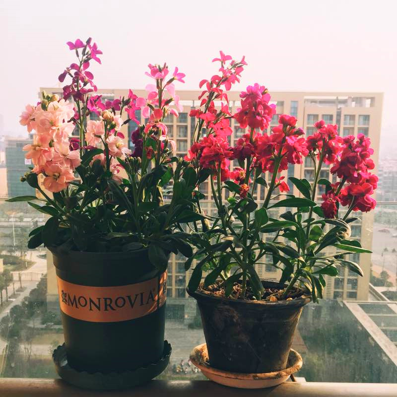 秋播千粒种秋收,秋播一粒种春开万朵花