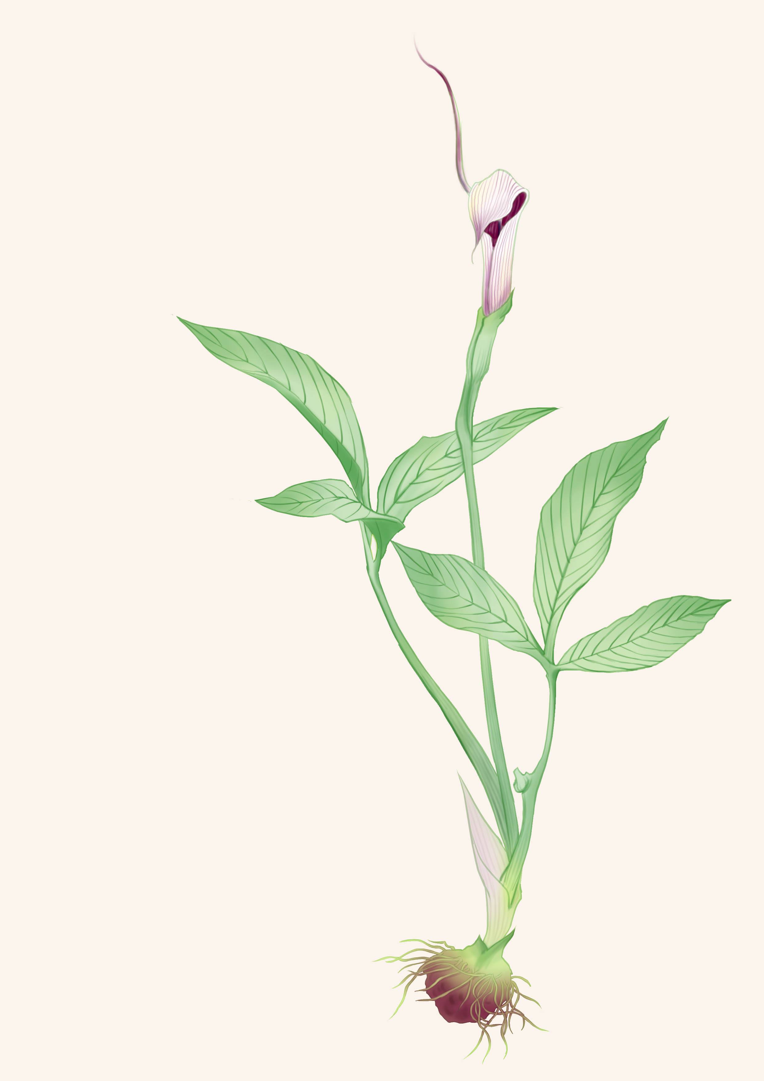 中药材半夏图片大全,中药材半夏作用功效