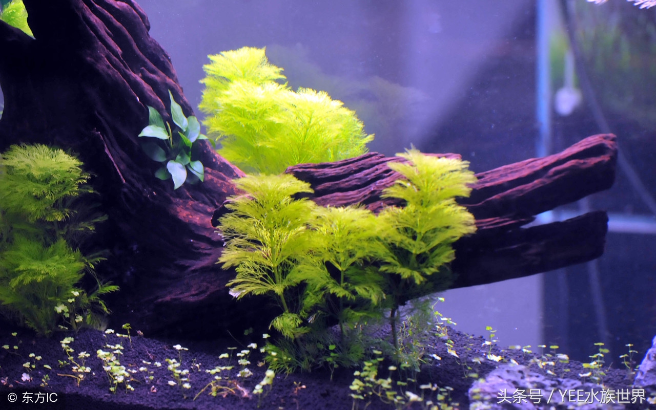 水草泥开缸水浑要等多久,鱼缸放水草泥水浑了怎么办