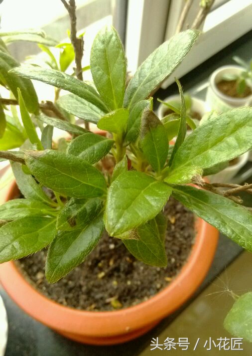 杜鹃花太贫瘠了会死吗,杜鹃花开完花就死了